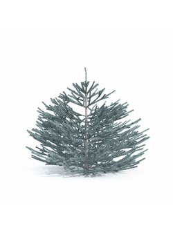 хвойные Ель голубая 22