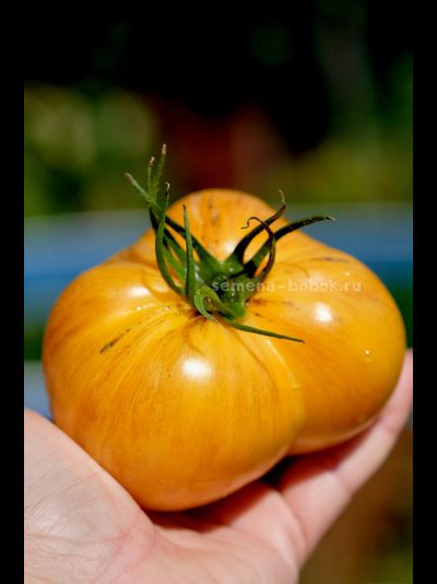 Томат Дынный Ликёр, 10 шт