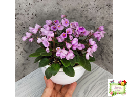 Flashy Trail (H.Pittman) TX Hyb трейлер