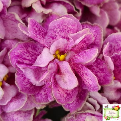 АВ-Шиповник (Фиалковод) 2021 г. (гёрл-листва)