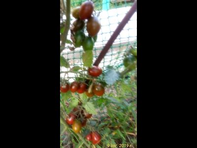 Томат Отборное печенье (Cookie  select) США