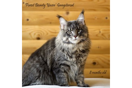 Волгоградский питомник Мейн кунов GangsterCat. Сайт: www.gangstercat.ru Тел: +7 (917) 335-09-66 (WhatsApp, Viber, Telegram), Татьяна.