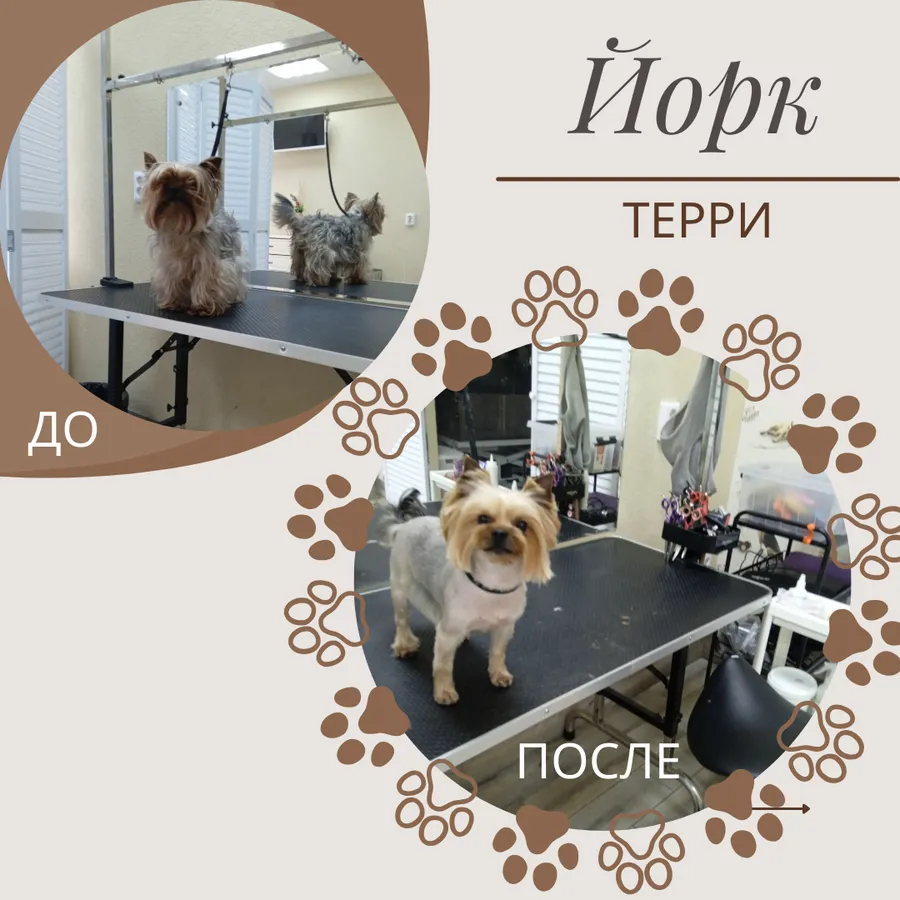 Йорк ТЕРРИ