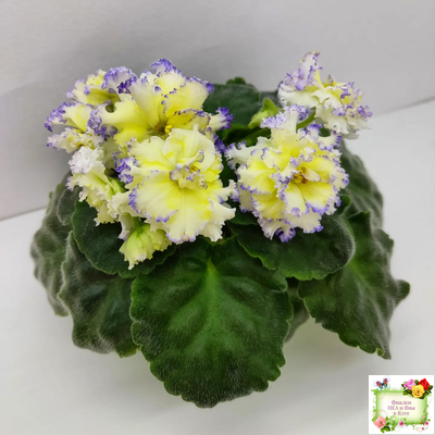 ЛЕ-Золото Нибелунгов (Е. Лебецкая) 2017 г.