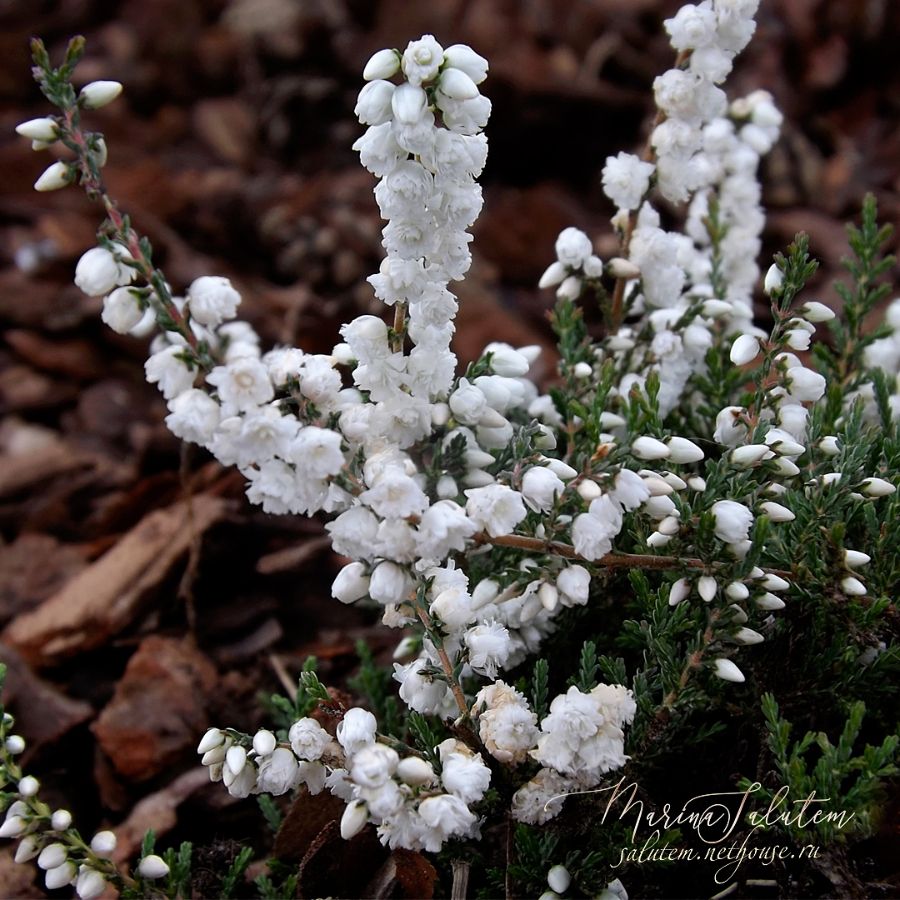 Вереск Calluna vulgaris Kinlochruel