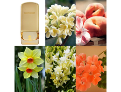 Ajmal Aristocrat Coral