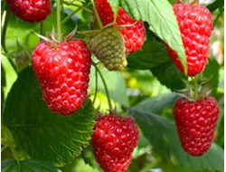 Энросадира