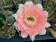 Echinopsis hybrid `Карамель` - 10 семян