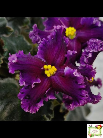 НК-Декамерон (Н.Козак) 2019 г.