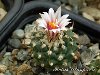 Turbinicarpus panarottoi - 5 семян