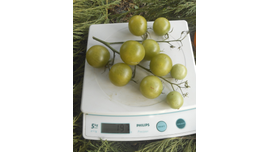 Самоцвет нефритовый