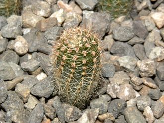 Echinopsis hybrid ‘Impulse’ x ‘Nocturne’ (D=15-20mm, H=30mm)