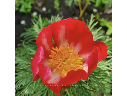 Пион Пятигорск