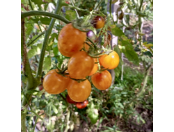 Томат Утренний шмель (Sunrise Bumble Bee)