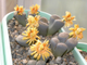 Lithops verruculosa v.glabra (Чехия) - 10 семян