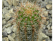 Echinopsis hybrid ‘Impulse’  x ‘Fangri-La’ (D=15-20mm, H=40-50mm)