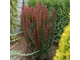 Барбарис тунберга Ред Пиллар (Berberis thunbergii Red Pillar)
