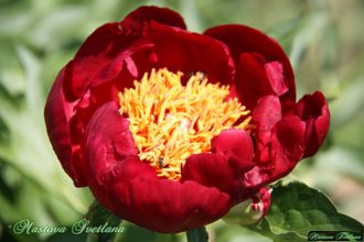 Paeonia Prince charming