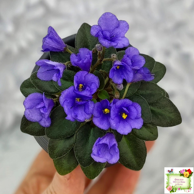 Rob's Twinkle Blue (R.Robinson)