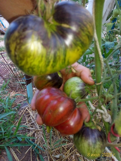 Томат Rebel Starfighter Prime (Мятежный звездный истребитель)