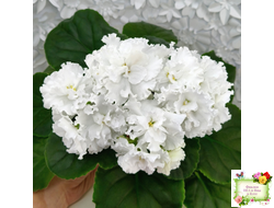 Свадебный Букет (К. Морев)