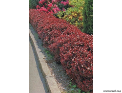Барбарис Тунберга Атропурпуреа фото в саду красовский-сад.рф