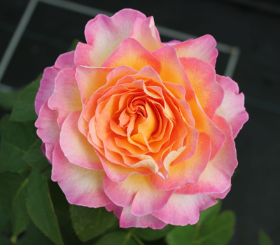 Горжес (Gorgeous)