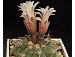 Gymnocalycium bayrianum VG-1290 - 5 семян