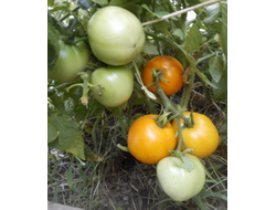 Томат Граф из Эджкомба (Earl Of Edgecombe)