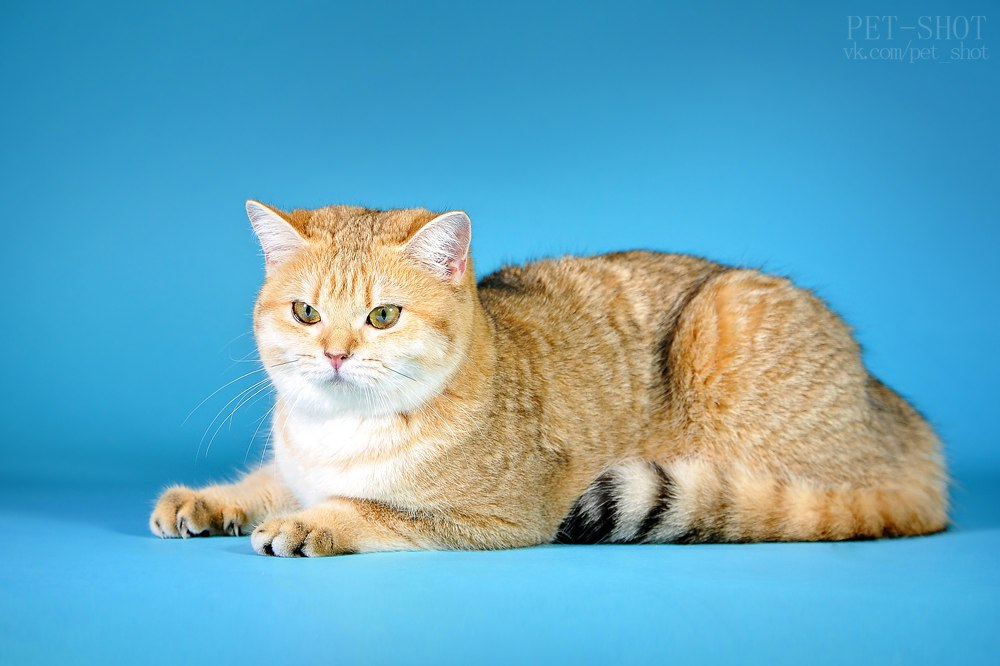 Кошка - Angelina Gold British Cat, BRI ny 11