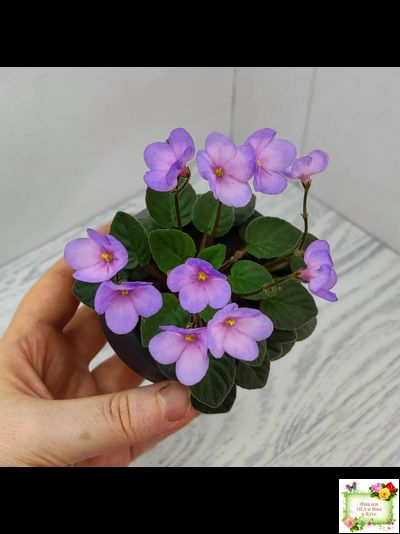 Frosted Fantasy спорт трейлер