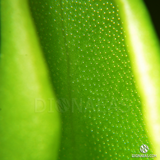 Pinguicula Colimensis x zecheri