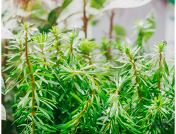 Ротала Босси (пучок)