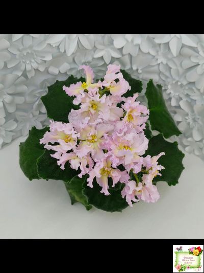 РМ-Солнечное Конфетти (Н. Скорнякова) 2022 г.