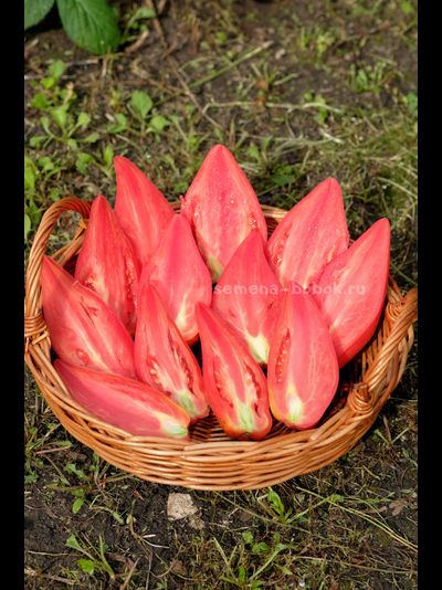 Томат Тюльпан Розовый, 5 шт