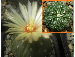 Astrophytum ASNUD cv.Ooibo Х A. CAPAS X HANSOMON - 5 семян