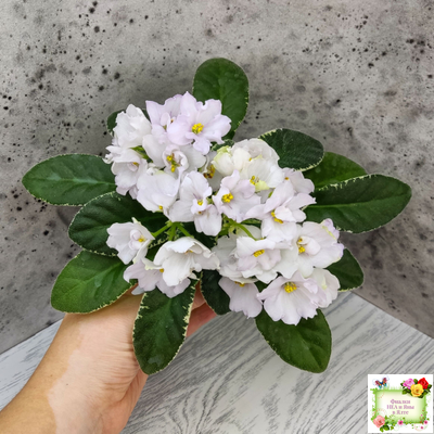 ЛЕ-Стрекоза (Е. Лебецкая) 2020 г. (пестролистный лонг)