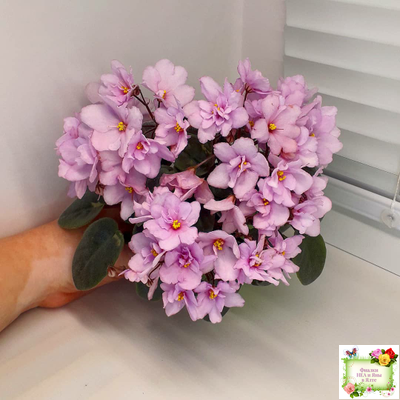 ЛЕ-Розовый Вальс (Е. Лебецкая) 2018 г. трейлер (пасынок сорт посажен 20.10.25)