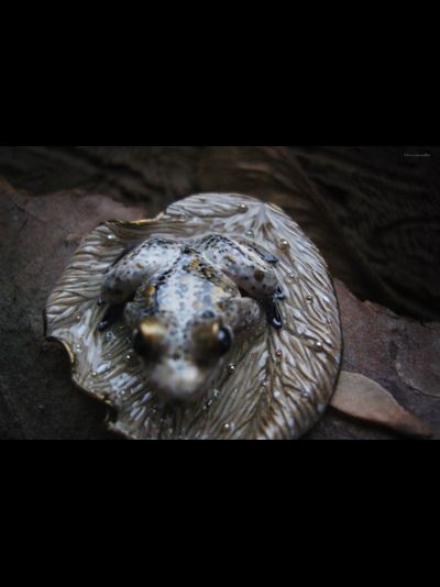 &quot;Сказка о первом снеге&quot;, мини брошь с лягушкой и микробисером