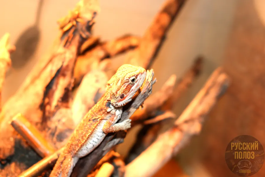 Бородатая агама, Pogona vitticeps