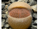 Lithops hookeri C113 (Чехия)