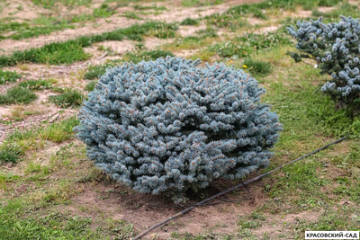 Ниваки - Бонсай садовый Ель Глаука Глобоза - Glauca Globosa