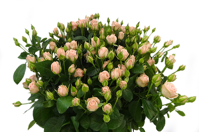 "Бутоны кустовой розы" силиконовый молд