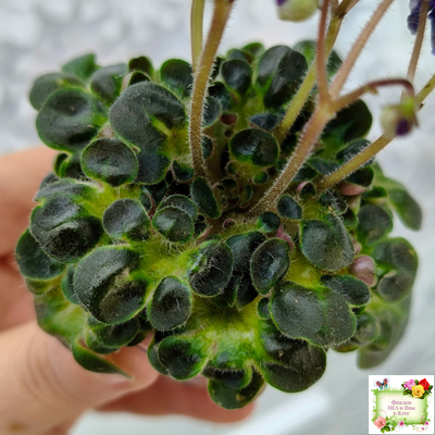 Mac's Pizza Pizzicato (G. McDonald) 01/31/2008 (гёрл-лист)