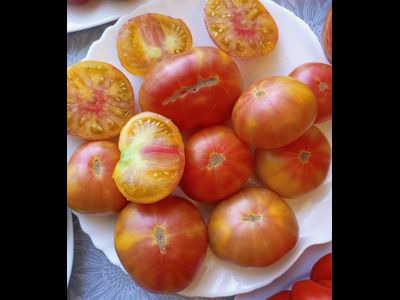 Томат Коралловая королева (Coral Queen)