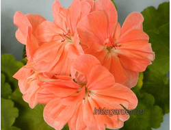 Пеларгония Minah's Cascade