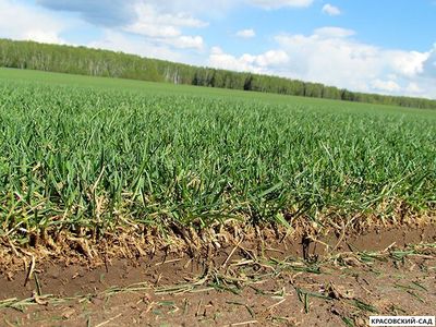 Рулонный газон Эталон