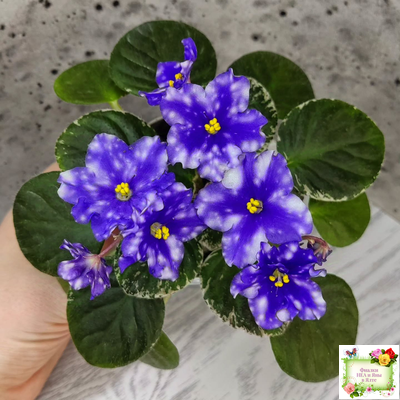 Hunter’s Andromeda (K. Muzalewski) 2023 г.