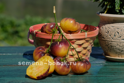 Томат Sart Roloise (Сарт Ролуаз), 10 шт