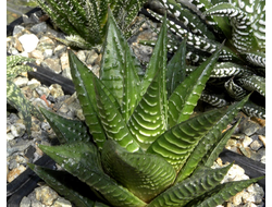 Haworthia limifolia (Голландия)